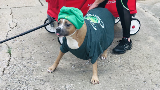 dog-with-hat